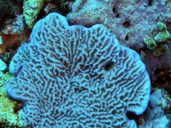 Amazing Mysterious Underwater World Indonesia North Sulawesi Manado Stone Coral — ストック写真