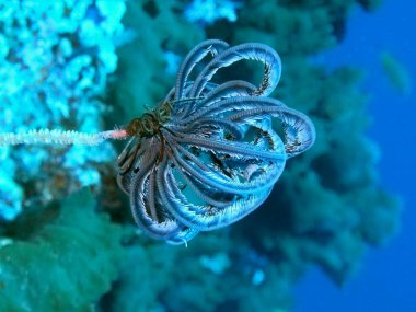 The amazing and mysterious underwater world of Indonesia, North Sulawesi, Manado, crinoid clipart