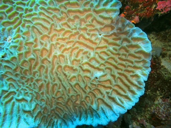 Incrível Misterioso Mundo Subaquático Indonésia North Sulawesi Manado Coral Pedra — Fotografia de Stock