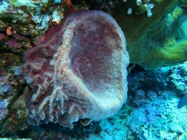 Verbazingwekkende Mysterieuze Onderwaterwereld Van Indonesië Noord Sulawesi Manado Zeespons — Stockfoto