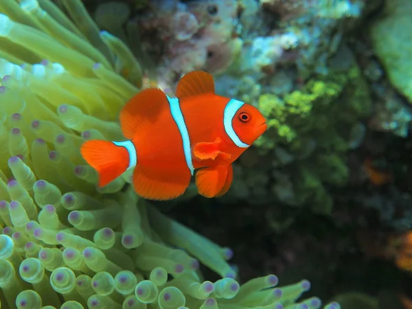 Monde Sous Marin Étonnant Mystérieux Indonésie Sulawesi Nord Manado Clownfish — Photo