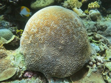 The amazing and mysterious underwater world of Indonesia, North Sulawesi, Manado, stone coral clipart