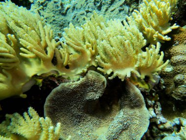 Endonezya 'nın, Kuzey Sulawesi' nin, Manado 'nun, yumuşak mercanların inanılmaz ve gizemli sualtı dünyası.