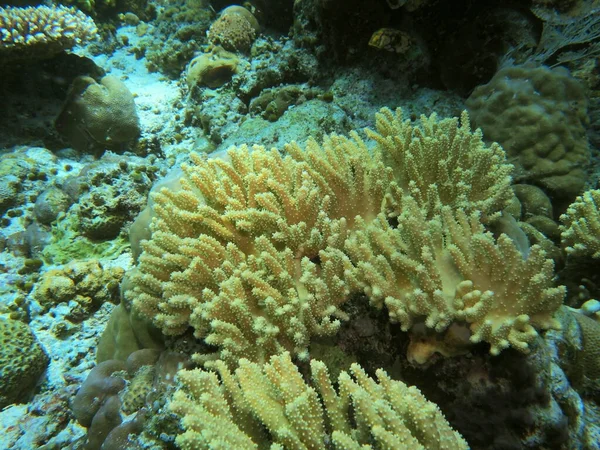 Die Erstaunliche Und Geheimnisvolle Unterwasserwelt Indonesiens Nordsulawesi Manado Weichkorallen — Stockfoto