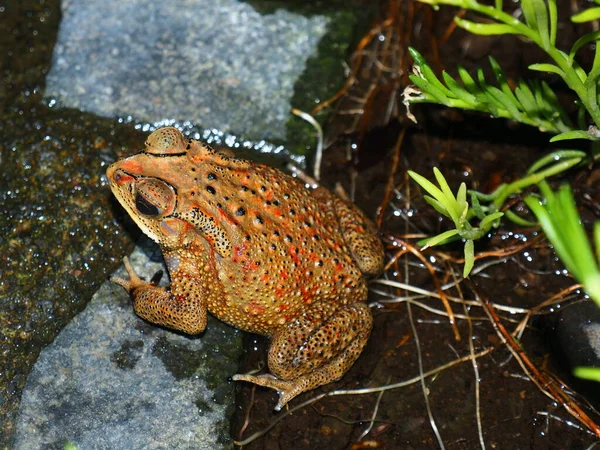 The amazing and mysterious wild world of Indonesia, North Sulawesi, Manado, tropical frog