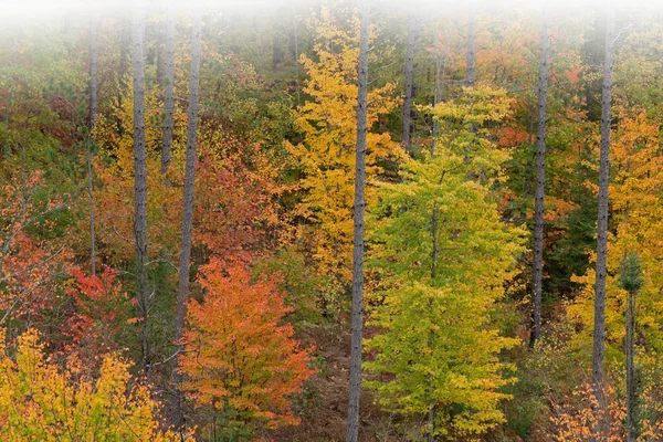 Paisagem Outono Floresta Cor Pico Floresta Nacional Ottawa Península Superior — Fotografia de Stock