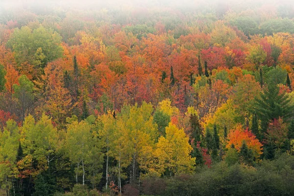 Ομιχλώδες Τοπίο Του Φθινοπώρου Των Δασών Χρώμα Κορυφής Ottawa National — Φωτογραφία Αρχείου