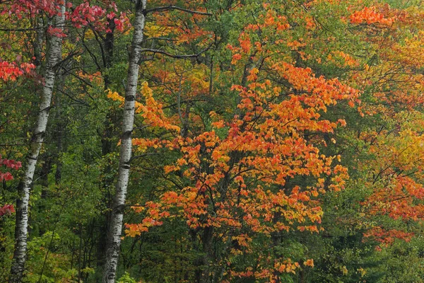 Paisagem Outono Madeiras Com Maples Aspens Floresta Nacional Hiawatha Península — Fotografia de Stock