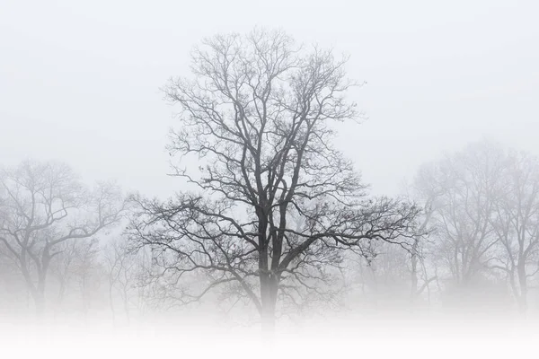 Foggy Vinter Landskap Nakna Träd Lantlig Miljö Michigan Usa — Stockfoto