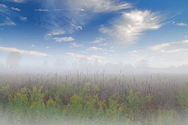 Paisaje Otoñal Pradera Hierba Alta Niebla Con Vara Oro Hermosas — Foto de Stock