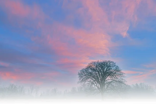 霧の中の裸の木の夜明けの風景 背の高い草の草原 フォートカスター州立公園 ミシガン州 アメリカ — ストック写真