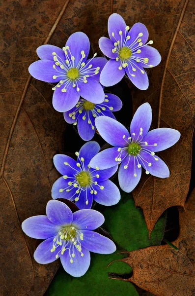 Close Grouping Hepatica Growing Leaf Litter Beech Maple Forest Michigan — Stock Photo, Image