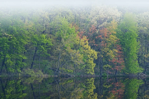 Foggy Spring Landscape Dawn Shoreline Long Lake Mirrored Reflections Calm — Stock Photo, Image