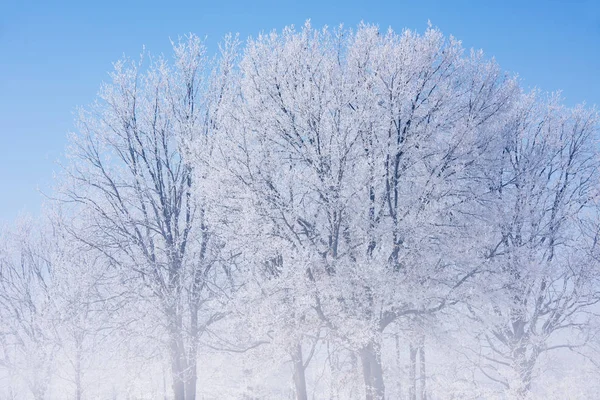 Foggy Vinter Landskap Frostat Träd Lantlig Miljö Michigan Usa — Stockfoto