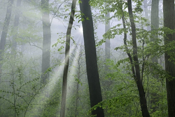 Paesaggio Primaverile Boschi Nebbia Con Raggi Sole Kellogg Forest Michigan — Foto Stock