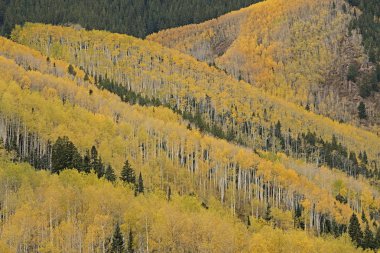 Aspen ve kozalaklı sonbahar manzarası, Castle Creek Yolu, White River Ulusal Ormanı, Elk Dağları, Aspen, Colorado, ABD