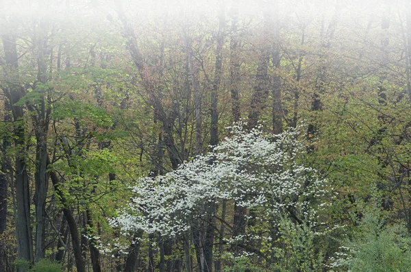 Paisaje Primavera Brumoso Árbol Cornejo Flor Barry State Game Área — Foto de Stock