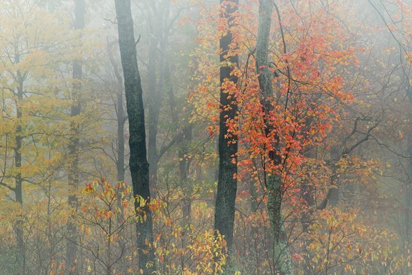 Φθινόπωρο Τοπίο Του Δάσους Στην Ομίχλη Michigan Usa — Φωτογραφία Αρχείου