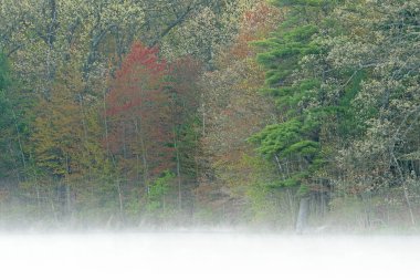 Hall Gölü kıyılarının şafağında sisli bahar manzarası sakin sularda yansıyan yansımalarla, Yankee Springs State Park, Michigan, Usa