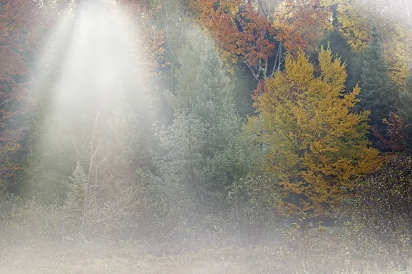 Осенний Пейзаж Леса Солнечными Лучами Национальный Лес Хиявата Верхний Полуостров — стоковое фото