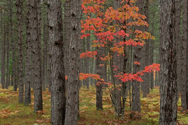 Paesaggio Acero Autunnale Pineta Foresta Nazionale Hiawatha Penisola Superiore Michigans — Foto Stock