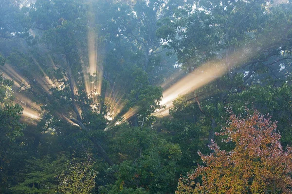Осенний Пейзаж Леса Солнечными Лучами Глубокое Озеро Парк Янки Спрингс — стоковое фото