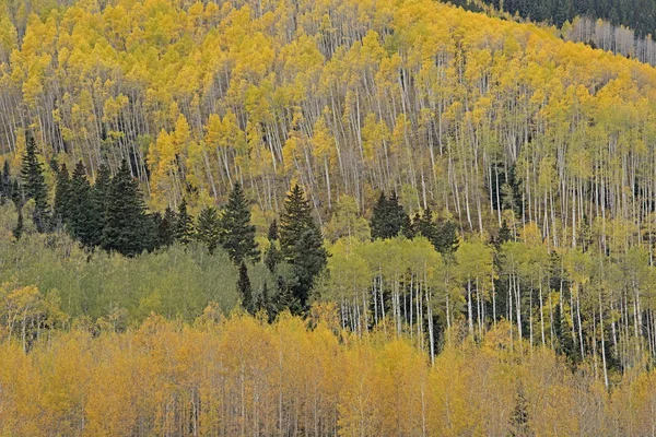 Autumn Landscape Aspens Conifers Castle Creek Road White River National — Stock Photo, Image