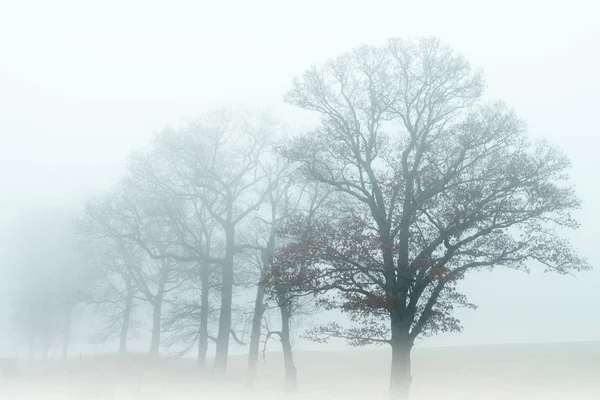 Foggy Winter Landscape Bare Trees Rural Setting Michigan Usa — Stock Photo, Image