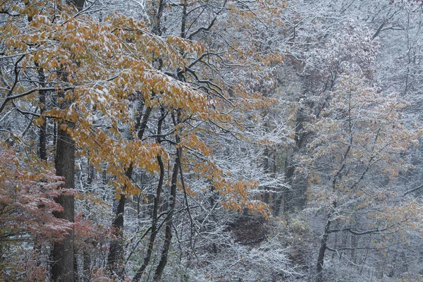 Paisagem Outono Árvores Nevadas Yankee Springs State Park Michigan Eua — Fotografia de Stock