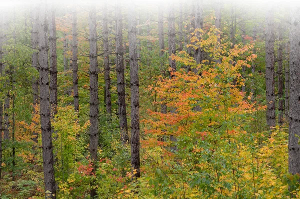 Paisaje Brumoso Arce Otoño Bosques Pinos Bosque Nacional Ottawa Península —  Fotos de Stock