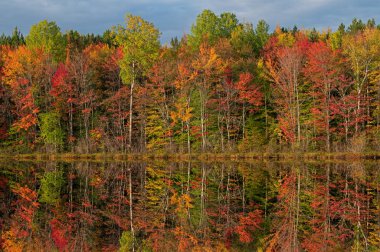Autumn landscape at sunrise of the shoreline of Thornton Lake with mirrored reflections in calm water, Hiawatha National Forest, Michigans Upper Peninsula, USA clipart