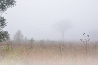 Sis içindeki uzun çayırların sonbahar manzarası, Fort Custer State Park, Michigan, ABD