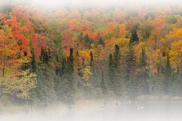 Paisagem Outono Costa Lago Alberta Nevoeiro Floresta Nacional Ottawa Península — Fotografia de Stock