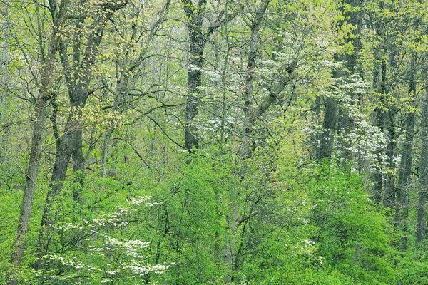 Spring Woodland Fog Flowering Dogwood Kellogg Forest Michigan Usa — Stock Photo, Image