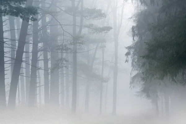 Frühlingslandschaft Nebel Kellogg Wald Michigan Usa — Stockfoto