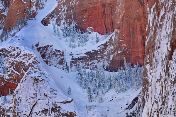 Winter Landscape Cliff Snow Flocked Conifers Kolob Canyons Zion National — 스톡 사진