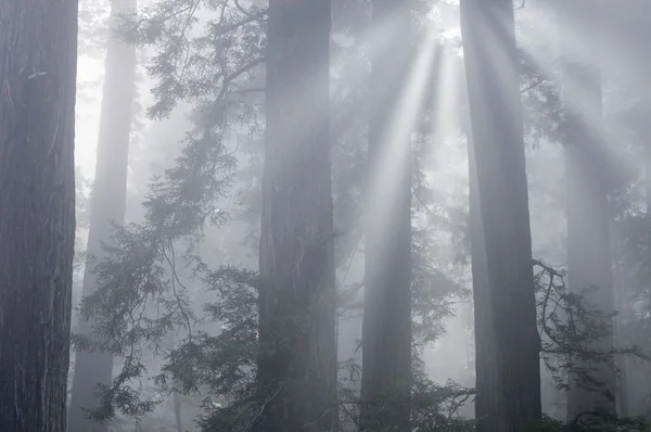 Пейзаж Прибережних Лісів Червоним Деревом Тумані Сонячними Променями Парк Штату — стокове фото