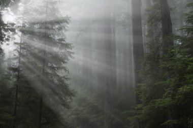 Landscape of coastal redwood forest in fog with sunbeams, Prairie Creek State Park, California, USA clipart
