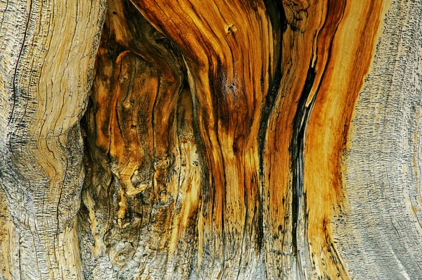 Primer Plano Del Grano Madera Pino Bristlecone Ser Vivo Más —  Fotos de Stock