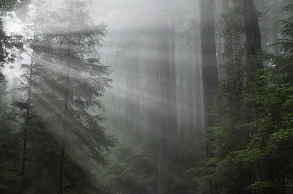Güneş ışınlarıyla sisli kıyı kızılağaç ormanlarının manzarası, Prairie Creek Eyalet Parkı, Kaliforniya, Usa