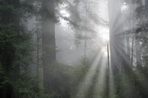 Landscape Coastal Redwood Forest Fog Sunbeams Prairie Creek State Park — 스톡 사진