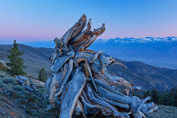 カリフォルニア州ホワイトマウンテンの日没時に 私たちの惑星で最も古い生物であるブリスルホンマツ Pinus Longaeva の風景 — ストック写真