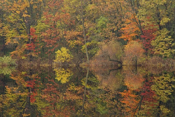 Paesaggio Autunnale Della Costa Del Lago Storto Con Riflessi Specchiati — Foto Stock