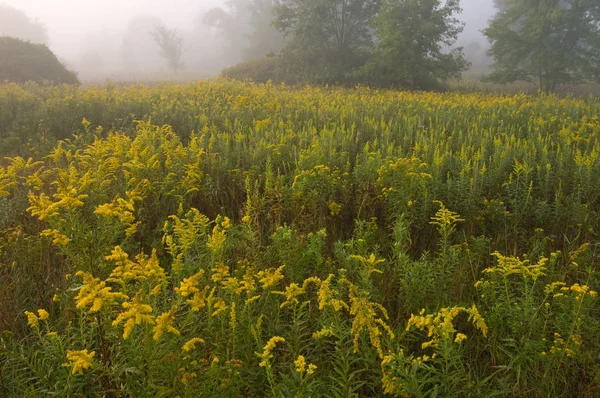 Herbstlandschaft Der Asyl Seewiese Nebel Mit Goldrute Michigan Usa — Stockfoto