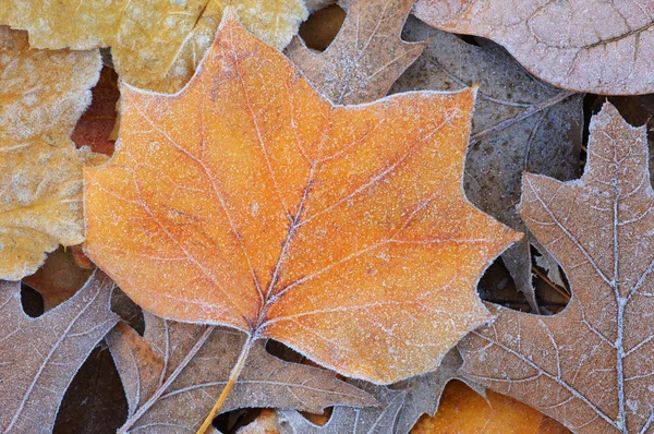 Close Frosted Fallen Autumn Leaves Including Tulip Tree Oak Showing — Stock Photo, Image