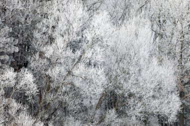 Kış mevsiminde, Eğri Göl, Michigan, Usa kıyısındaki ağaçları kaplayan kışın manzarası