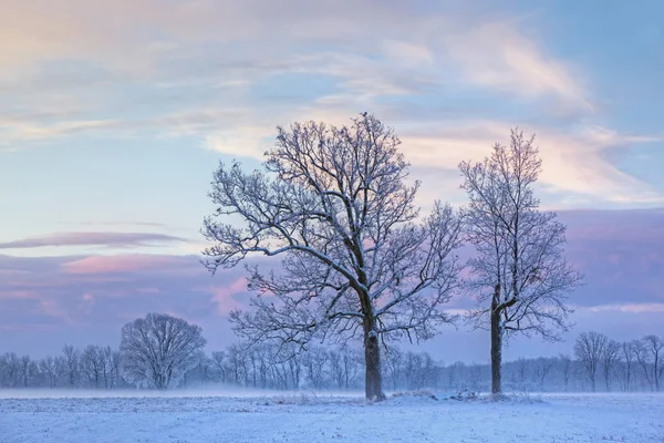 Ländliche Winterlandschaft Von Gefrosteten Kahlen Bäumen Nebel Der Dämmerung Michigan — Stockfoto