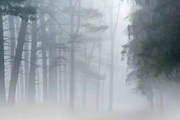 Paisaje Primaveral Bosques Niebla Kellogg Forest Michigan —  Fotos de Stock