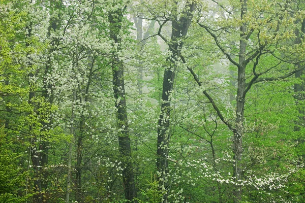 Landskap Våren Skogsmark Dimma Kellogg Skog Michigan Usa — Stockfoto