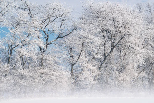 美国密歇根州 寒冷的冬日清晨 白霜覆盖着一片雾蒙蒙的森林 — 图库照片